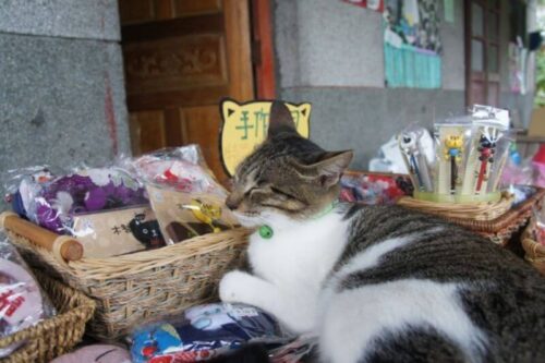 猫と雑貨