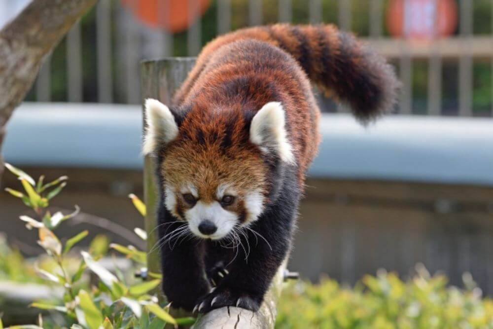 福岡市動物園
「レッサーパンダ」