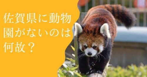 レッサーパンダ画像