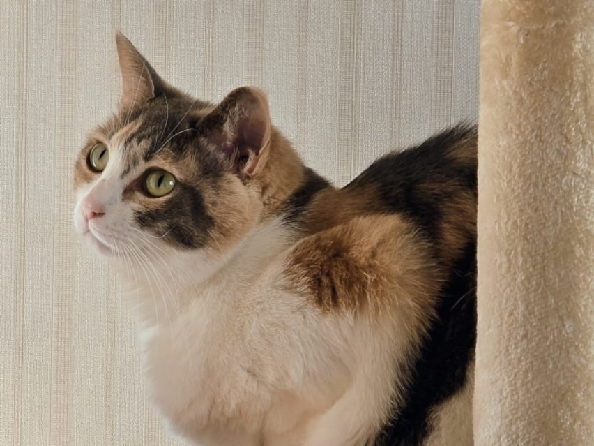 猫 のんびり