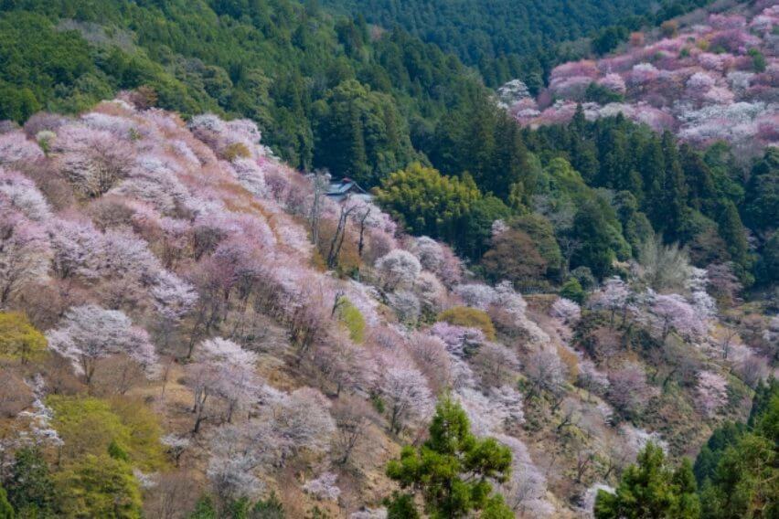吉野山 千本桜