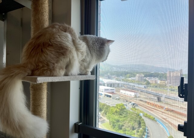 くつろぐ猫
