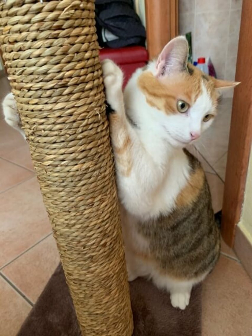猫ポール