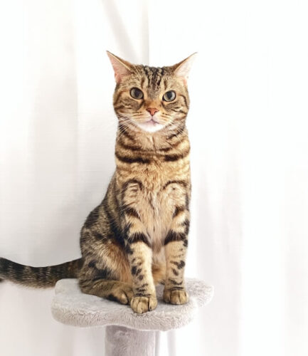 キャットタワー