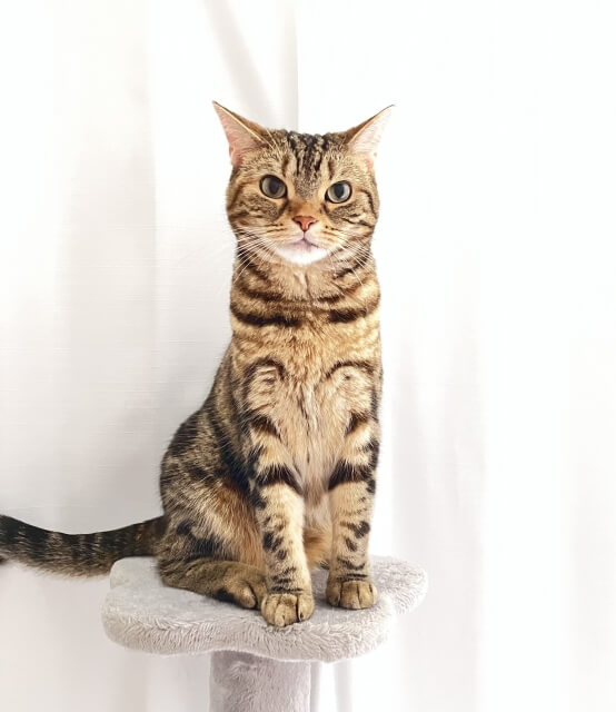 キャットタワー