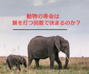 ゾウさん