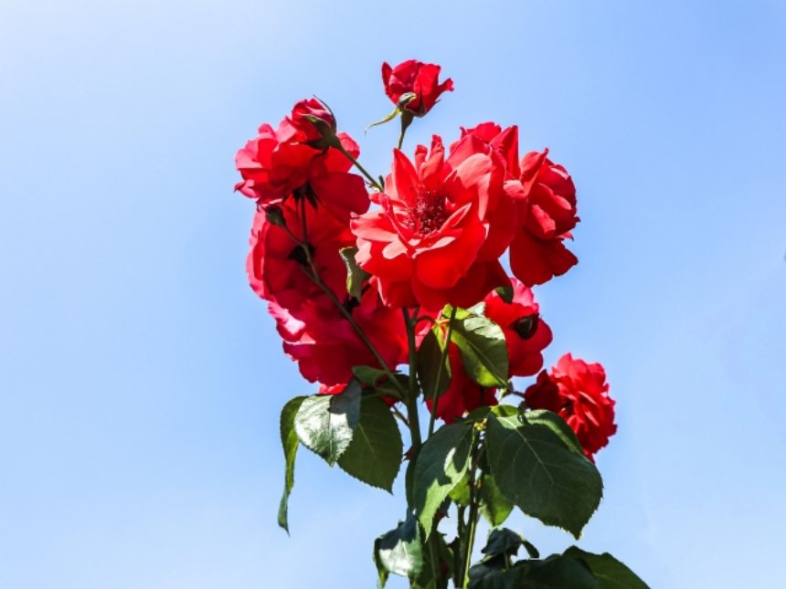 青空 薔薇　Tchin-Tchin