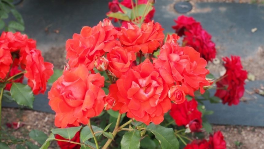 薔薇　Tchin-Tchin