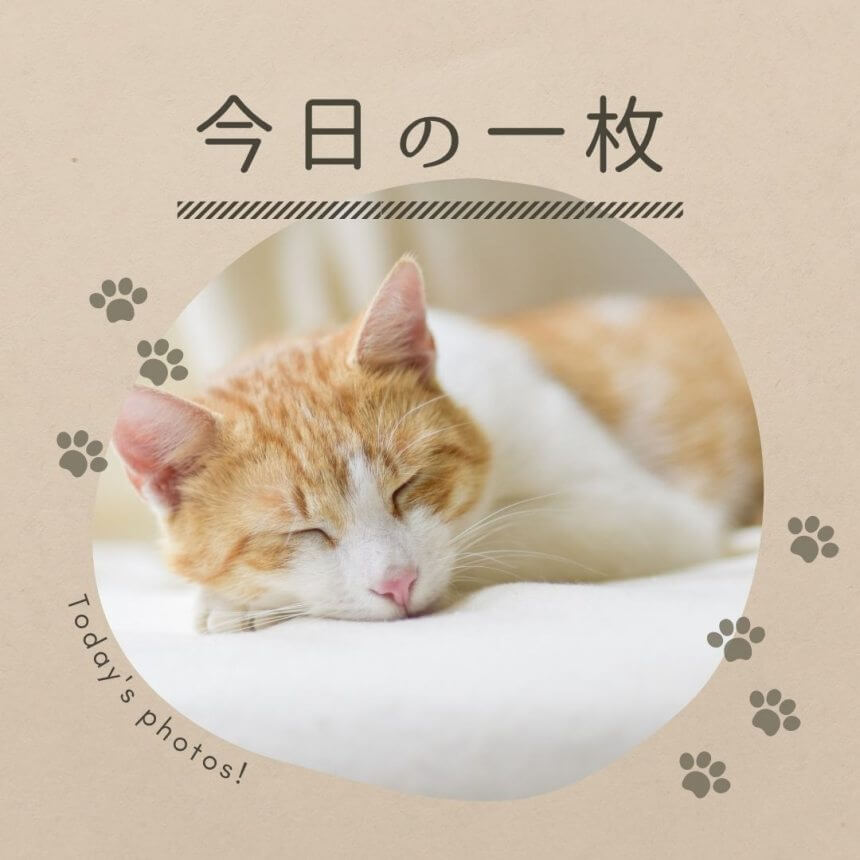 猫の一枚