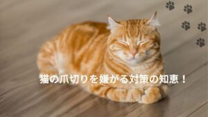 ゆったり猫