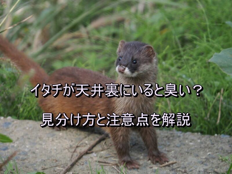 イタチ2