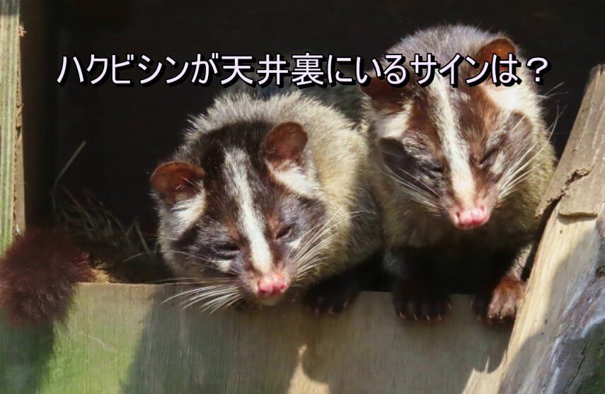 ハクビシン2匹②