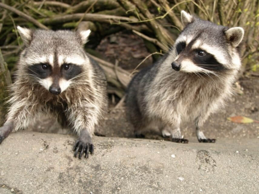 2匹のアライグマ