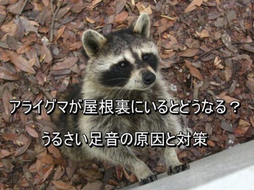 アライグマ