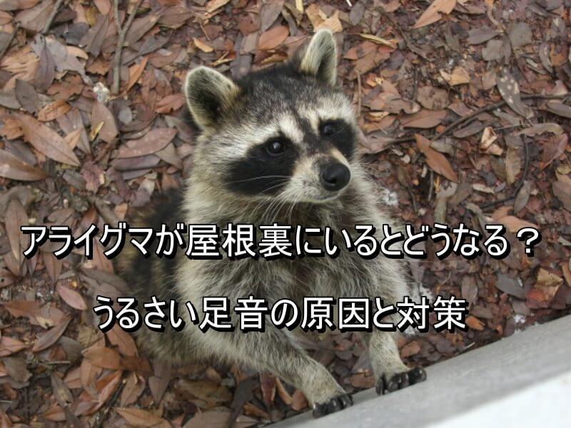 アライグマ