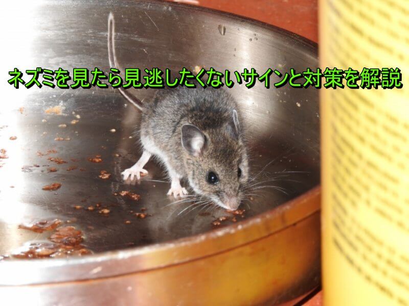 ネズミ2