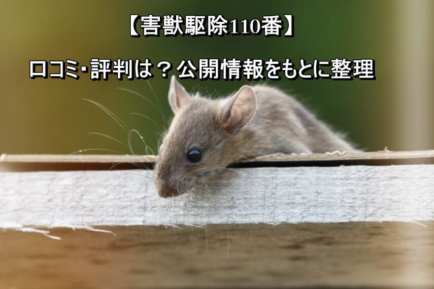 ひょっこりネズミ2