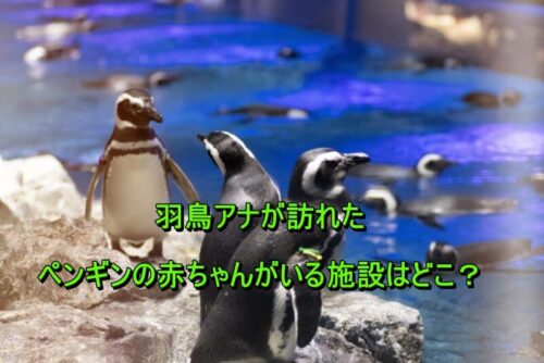 ペンギン すみだ水族館