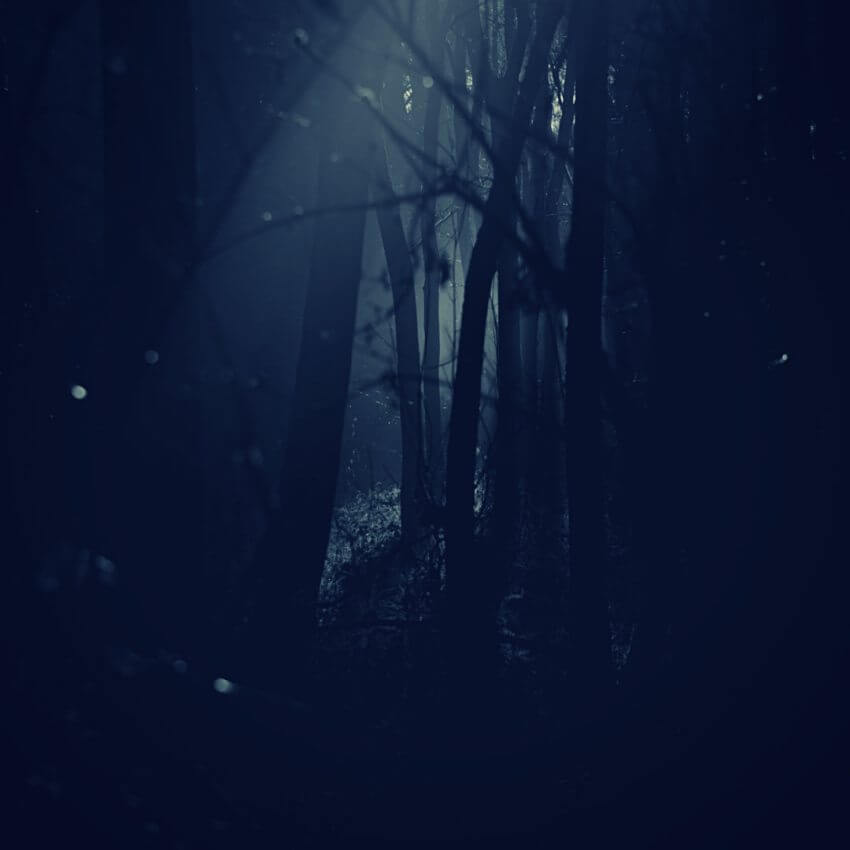 夜更けの森